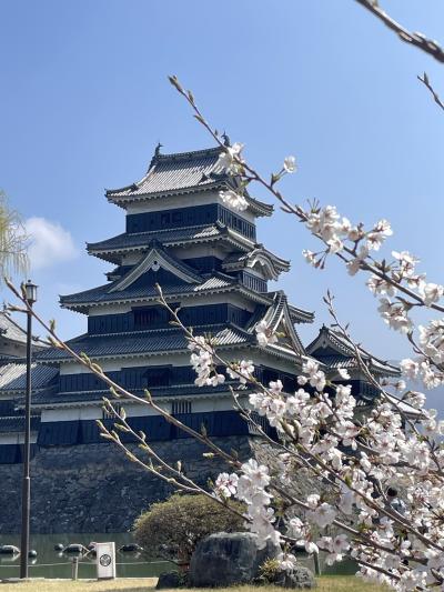 桜が映える松本城