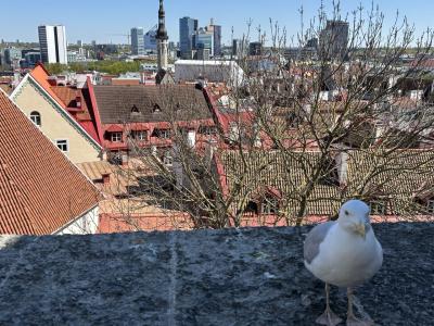 ヘルシンキからフェリーで日帰りタリン