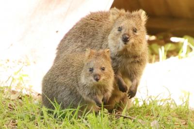 GW明け５月のすでに夏日の埼玉こども動物自然公園（前）クオッカむすびちゃんママにつかず離れず～ミーアキャットのブンタン・ルナっ仔はいっちょ前