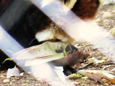 GW明け５月のすでに夏日の埼玉こども動物自然公園（後）やっとタケノコ・レッサーパンダ！でも後ろ向き～涼しげなペンギンヒルズ＆最後は再び東園