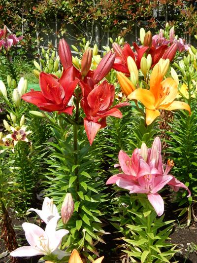「　しながわ花海道（鮫洲入江広場）　ゆりの花　さんぽ　」2025
