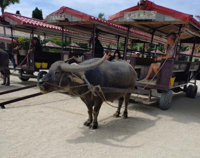 アラフィフ夫婦の石垣・竹富島 二日目と三日目