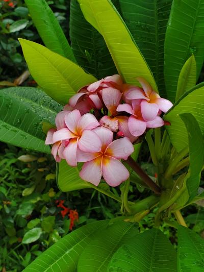 続々 宮古島の雨はちょっと違うよ♪あっという間の島時間&ちょこっと観光