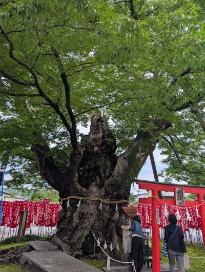 秩父の神社と街歩きを（ついでにSLも）楽しみました！　