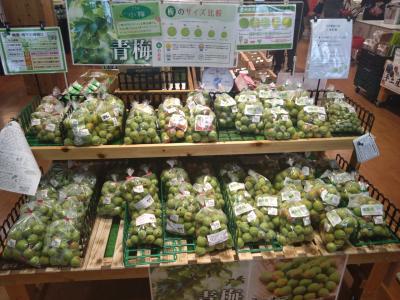 旅行体験記2025~田辺~約半年ぶりの和歌山、梅が有名な都市で和歌山の新たな楽しみ方教えます!