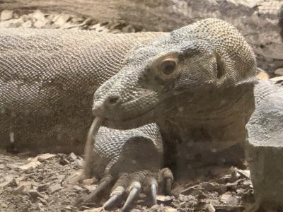 2025年　前乗り名古屋で動物園