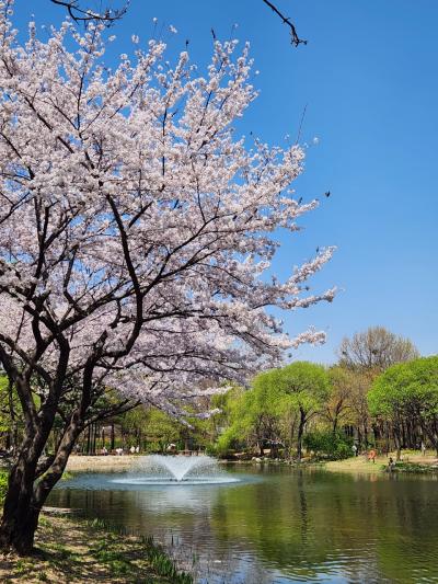 ようやく出会えた韓国の桜。ソウルで過ごした春の一日