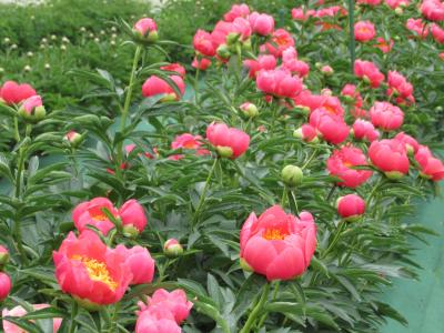 「長井ピオニーの森」に芍薬を見に