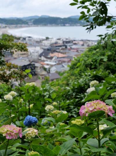 2025年紫陽花開花情報&#9825;鎌倉 長谷寺