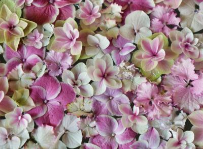 2025年紫陽花開花情報&#9825;一条恵観山荘