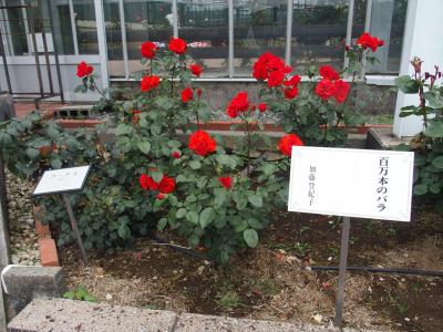 ステップトラベル日帰り駿河・尊永寺・島田市ばらの丘公園・まるとう農園2025