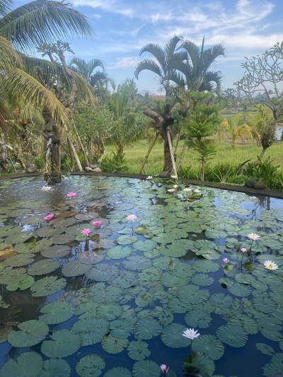 何もしないをする女1人旅バリ島:day2ウブドでまったり