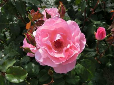 大阪万博記念公園・平和のバラ園にある「メモリアル＆小山内 健 作出・ローズガーデン」で、「春のバラ」を楽しむ。（2025）