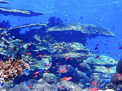 【タイさんの東南アジアの旅】ケパ島3日目、イエローコーナーポイント、ルコビルでシュノーケリング