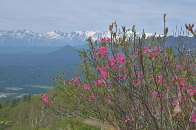 初夏の晴れは“北アルプス&ツツジ”に心躍る!