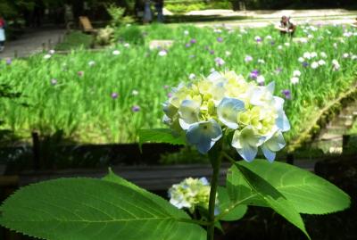 紫陽花2025--1.鎌倉　ちょっと見ごろには早かった。