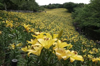 さわやかウォーキング 袋井 (可睡ユリの園と地元巡り) ユリ 紫陽花