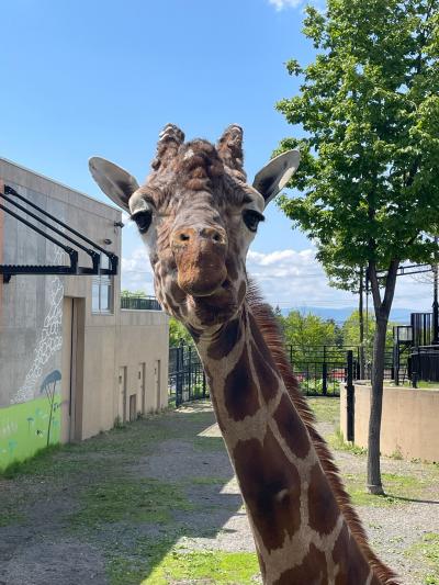 2025.05　札幌３泊４日ひとり旅　推しの聖地巡り＆旭山動物園　２日目