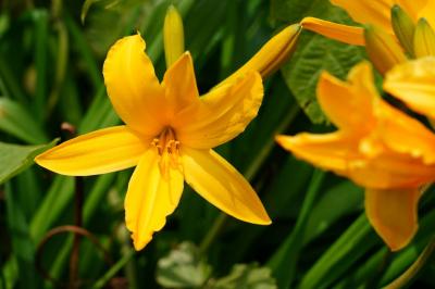 初めての佐渡島【2】~大野亀のトビシマカンゾウと妙宣寺の五重塔~