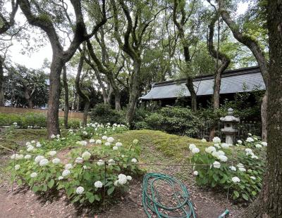 ⑨マダムの暮らすように旅する福岡・大分・佐賀6月　5日目の１　博多ー筥崎宮・あじさい苑