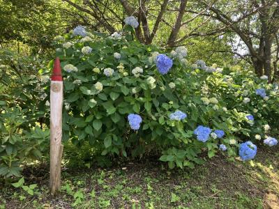武蔵五日市ハイキング：南沢あじさい山