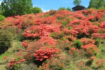 赤城のお山はツツジ・パラダイス！