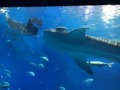 沖縄家族旅行;瀬底島からその② 美ら海水族館 「海邦」92歳おばあの手料理 今帰仁城跡 備瀬の福木並木