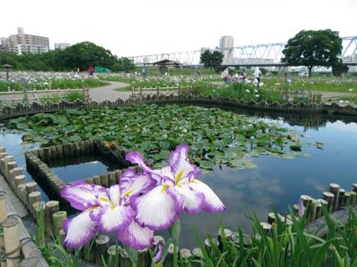 今年のじゃないけど【小岩菖蒲園】