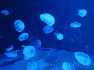 男鹿半島 水族館を楽しむ日帰り旅