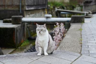 初めての佐渡島【3】~佐渡国一宮と宿根木集落~