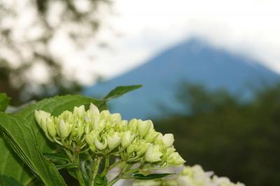 自転車でGO!&散策・岩本山公園へ 2025.05.31 ＝2.少し早かった岩本山公園の紫陽花＝