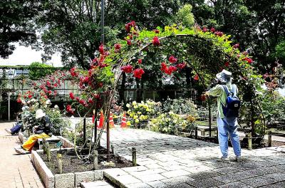 問柳尋花 北摂尼崎逍遙①大井戸公園（バラ鑑賞）前編