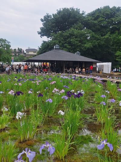 都内最大級！花菖蒲が咲き誇る初夏の東村山満喫コース