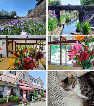 高瀬裏川花しょうぶまつり + 南関御茶屋跡ゆり展