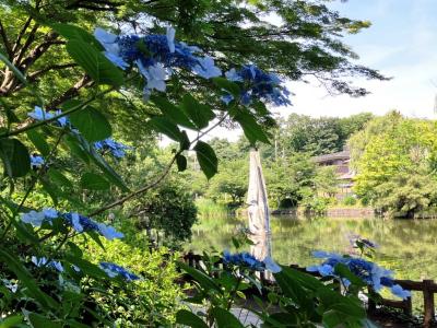 紫陽花2025--2. 都内、石神井公園と井の頭公園