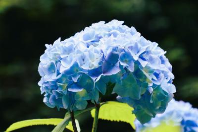 梅雨入り間近、アジサイの種類を楽しみ、明月院ブルーを過ぎたら竹の花に度肝を抜かれる