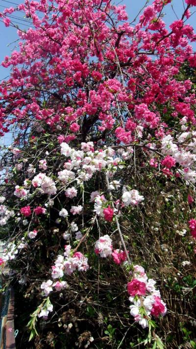 練馬区郊外で春の花々を訪ねてがてら、農地の香りや、大山詣に想いを馳せる。