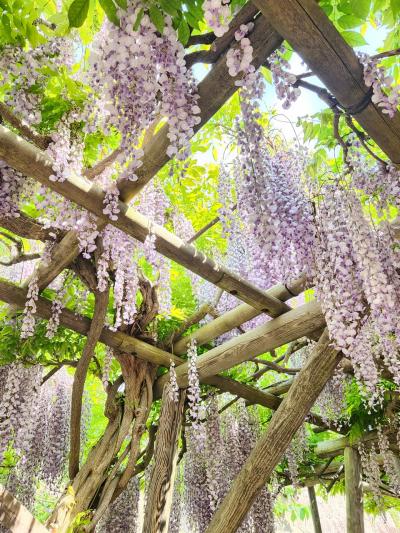3ヶ月ぶりの二度目の函館