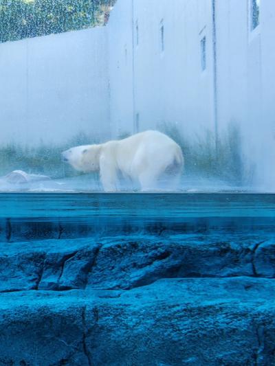 YOSAKOI2025と重なってるとは全く知らなかった❗