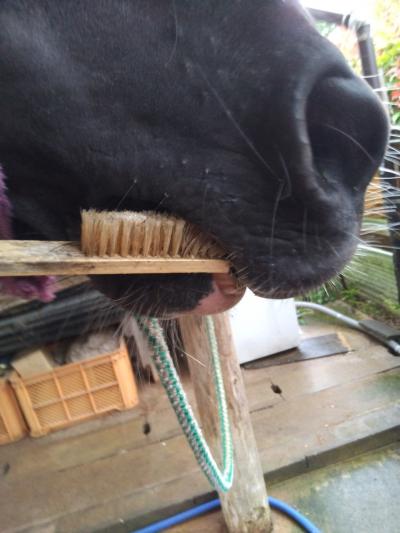 拡張された小屋で食事をするモルモット（+つばめ）。