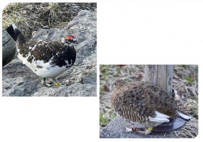 ’25.6月 立山アルペンルート、雪の大谷とライチョウ