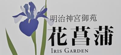 明治神宮御苑 花菖蒲