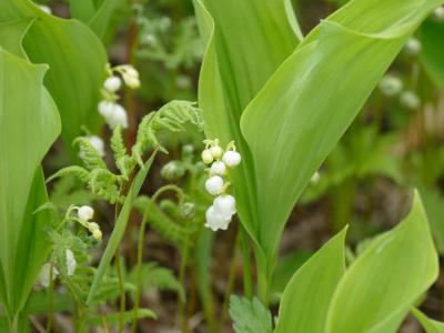 花の百名山入笠山へすずらんに会いに行きました