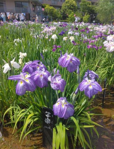 初夏の花旅１ 堀切菖蒲園