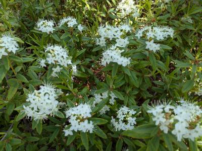 6月の網走道東は相変わらず寒いです!寒いけど植物は育っているでしょうか?