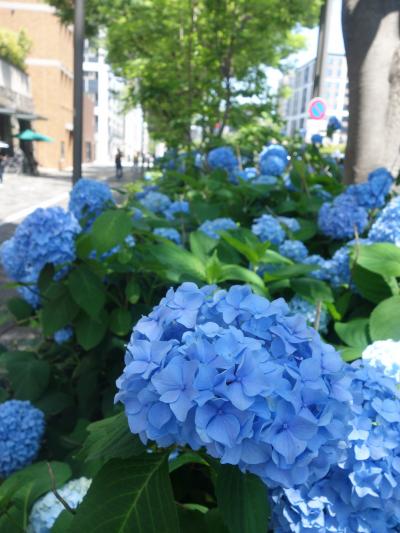 京都の街歩き。いつものコース。