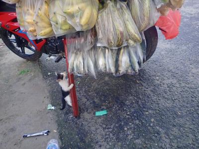 【タイさんの東南アジアの旅】アンボン2日目。アンボンの街を歩きます。