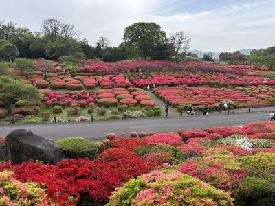 伊東の定宿で2泊しました。①今回の旅行は小室山のツツジが目的です。つつじ観賞会は圧巻でした！