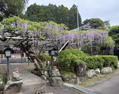 伊東の定宿で2泊しました。②小室山にリフトで上がって景色を楽しみ、林泉寺で樹齢３５０年の藤棚を拝見しました。