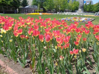 旅日記 でっかいどうは夏のはじまり♪ 最終日 大通ライラックまつりを見に行き帰る!